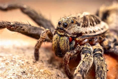 Wolf Spiders in California: Everything You Need to Know - A-Z Animals