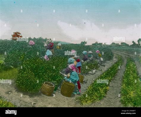 Japan, tea cultivation. Locals when picking a tea plantation Stock Photo - Alamy