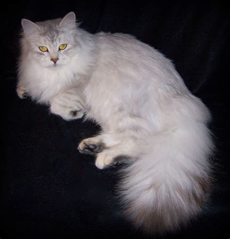 Siberian Cat Cat Breeders Websites - KittySites.Com | Cat breeder ...