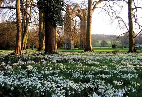 10 of the UK's best snowdrop walks | Wanderlust