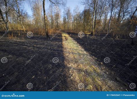 Burning forests and fields stock image. Image of climate - 178452641