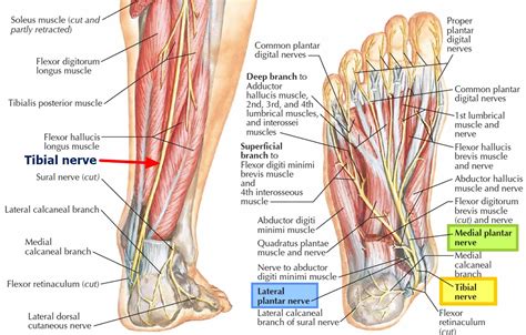 Tarsal tunnel syndrome symptoms, causes, diagnosis, prognosis & treatment