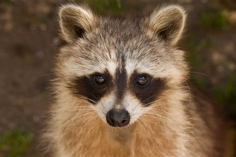 Raccoon Portrait Free Stock Photo - Public Domain Pictures