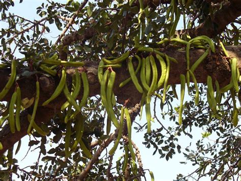 Polynesian Produce Stand : ~CAROB~ Ceratonia siliqua Rare Fruit Tree St Johns Bread LIVE Potd ...