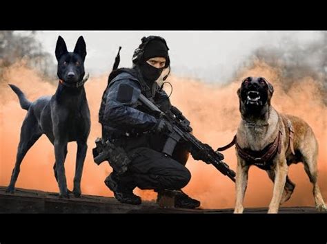 These Ten Military And Police Dog Breeds Are The Best [+video]