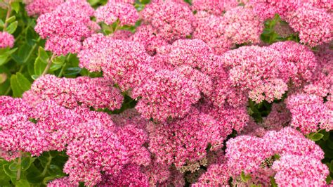 Sedum care and growing guide: how to grow stonecrops - TrendRadars