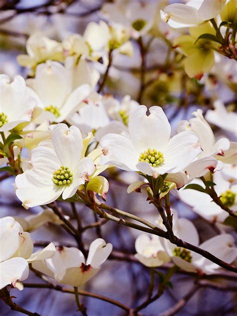 White Dogwood Trees | Flowering Trees