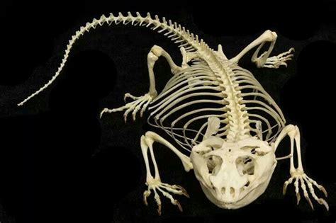 tuatara skeleton - Google Search | Bearded dragon, Bearded dragon care, Dragon bones