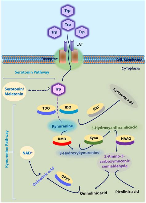 Frontiers | Tryptophan Catabolism and Inflammation: A Novel Therapeutic ...