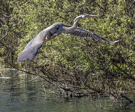 Great Blue Heron Flying Photograph by William Bitman | Fine Art America