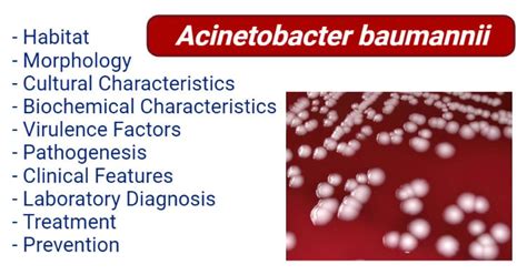 Acinetobacter baumannii- An Overview