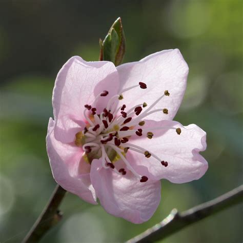 Prunus persica - UF/IFAS Assessment - University of Florida, Institute ...