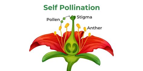 Pollination - Definition, Process, Types, Self Pollination, FAQs