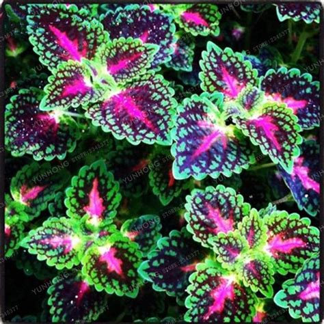 47+ Coleus Bonsai Flower Leaf Plants Rainbow Dragon - OliviaHorace