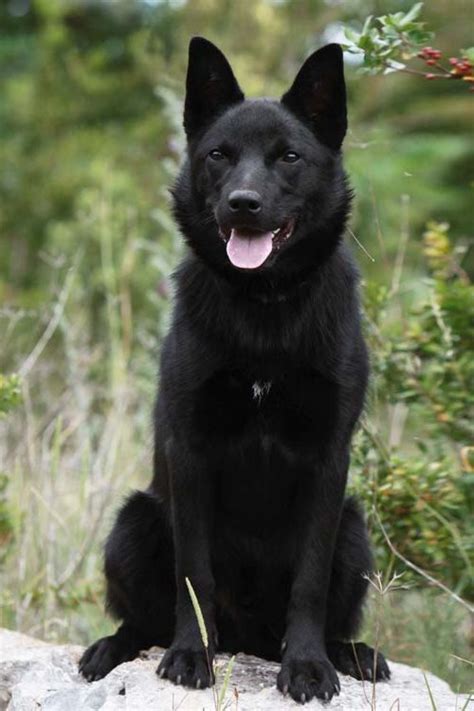 Australian Kelpie Dog Breed Information - American Kennel Club