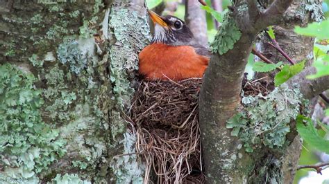 How to help nesting birds with our yards and bird feeders – Birds Choice