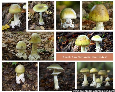 The Death Cap and Other Poisonous Amanita Mushrooms - Mushroom Appreciation