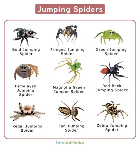 Jumping Spider Facts, Identification, & Pictures