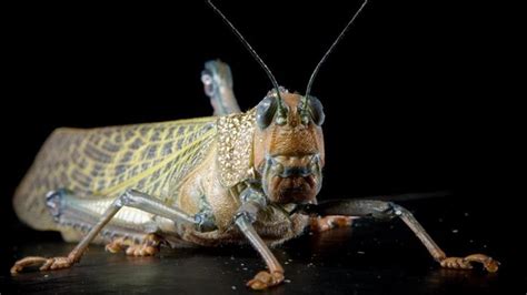 This Giant Grasshopper Species Is One of the Largest in the World — National Geographic ...