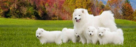 Samoyed Dogs - different facts about them | Mishkagrooming