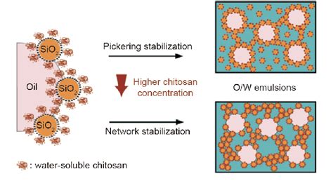 Pickering emulsion prepared with chitosan-modified silica... | Download Scientific Diagram