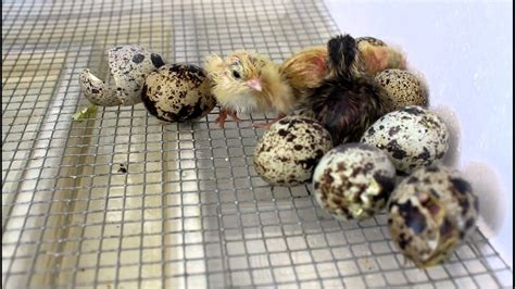 Coturnix Quail hatching in incubator - YouTube