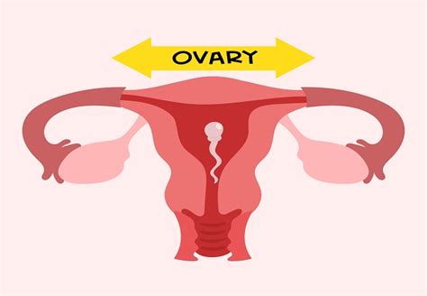 What is Normal Ovary Size & How Does it Affect Pregnancy