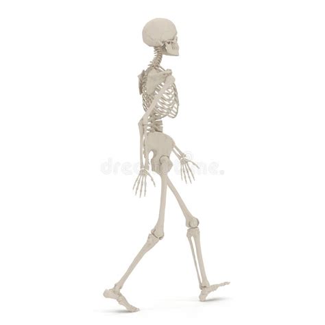 Human Female Skeleton Walking Pose on White. 3D Illustration Stock ...