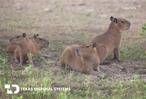 Exotic Animal Wildlife Ranch - Texas Disposal Systems