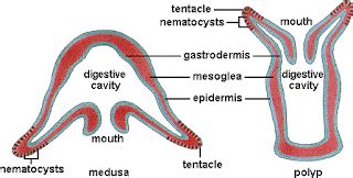 Cnidaria: Cnidaria: Anatomy