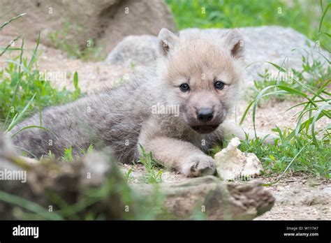 Arctic wolf pup Stock Photo - Alamy