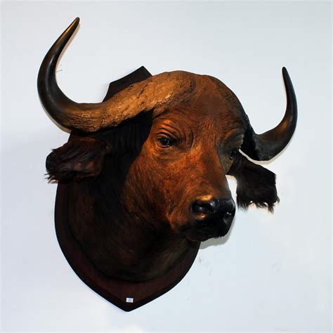 Buffalo Taxidermy - Natural History - Industry Science & Technology