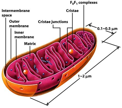 Sketch and label ultrastructure of mitochondrion.