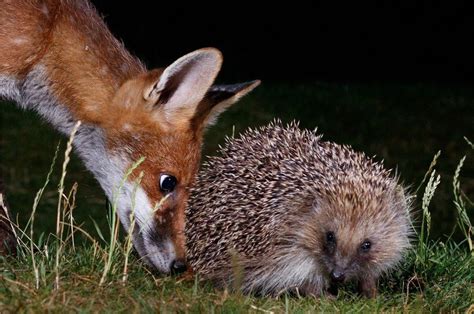 Garden photography reveals a world of hedgehogs and foxes - BBC News