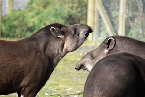 Interesting Facts about tapirs | Wild Welfare