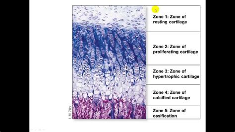 Appositional Growth Vs Longitudinal