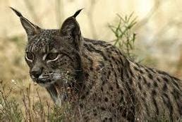 Adaptations - The Iberian Lynx