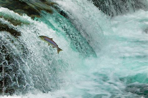 Salmon Jumping Waterfall Alaska Stock Photo | Adobe Stock