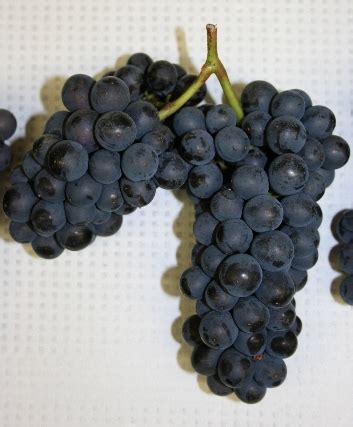 Growing Pinot Noir Wine Grapes – Grapes