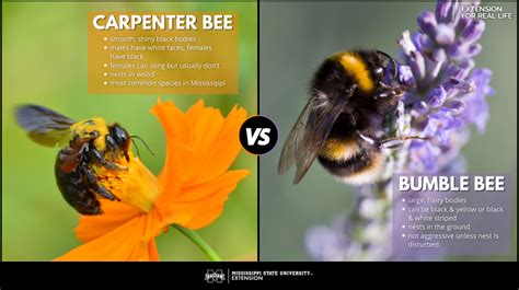 What’s the Difference in Carpenter Bees and Bumble Bees? | Mississippi ...