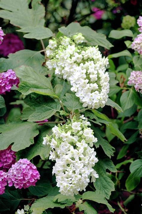 Hydrangea Quercifolia 'snow Queen' Photograph by Brian Gadsby/science ...