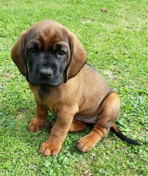 Bavarian Mountain Hound Info, Training, Temperament, Puppies