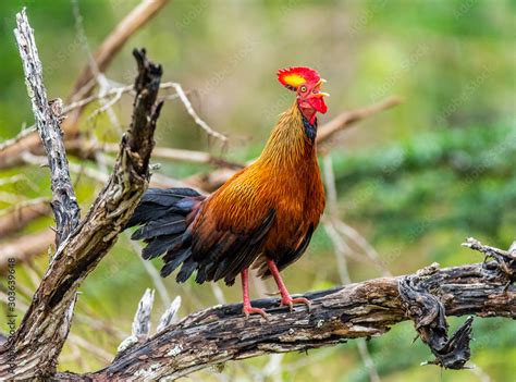 Sri Lanka Junglefowl is standing on a log in the jungle. Sri Lanka ...