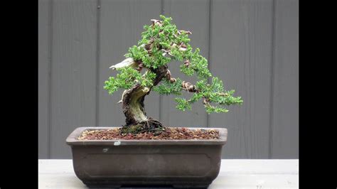 Dwarf Juniper Bonsai Tree Care - YouTube