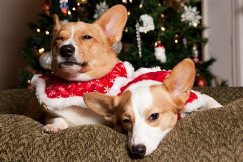 2011 Christmas Card Outtakes - Corgi Style - Brownie Bites Blog