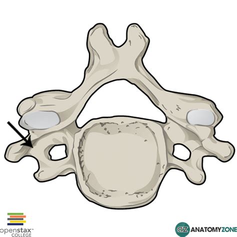 Transverse Process of Vertebra - AnatomyZone