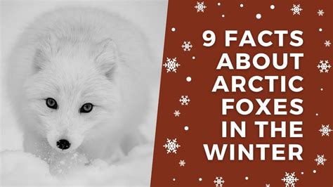 9 Facts About Arctic Foxes in the Winter - YouTube