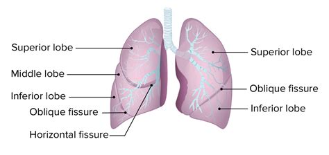 Lungs: Anatomy | Concise Medical Knowledge