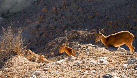 Exploring Hingol National Park: A Nature's Majesty in Pakistan