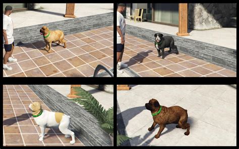 Gta 5 Chop Dog